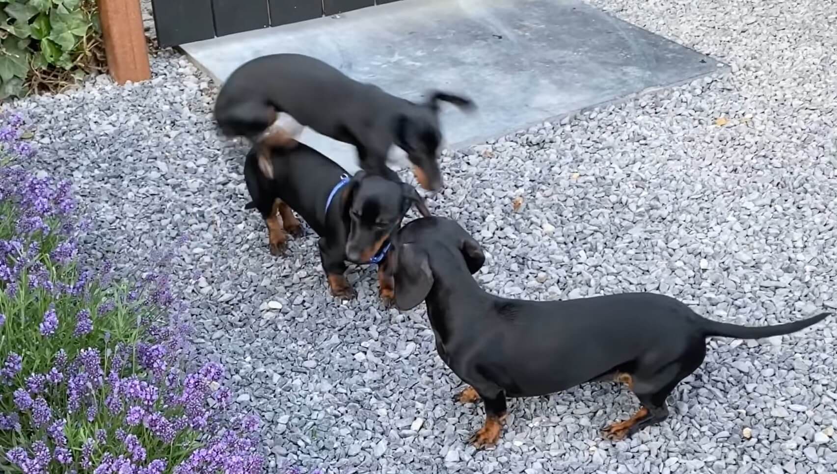 ダックスフンド,動画