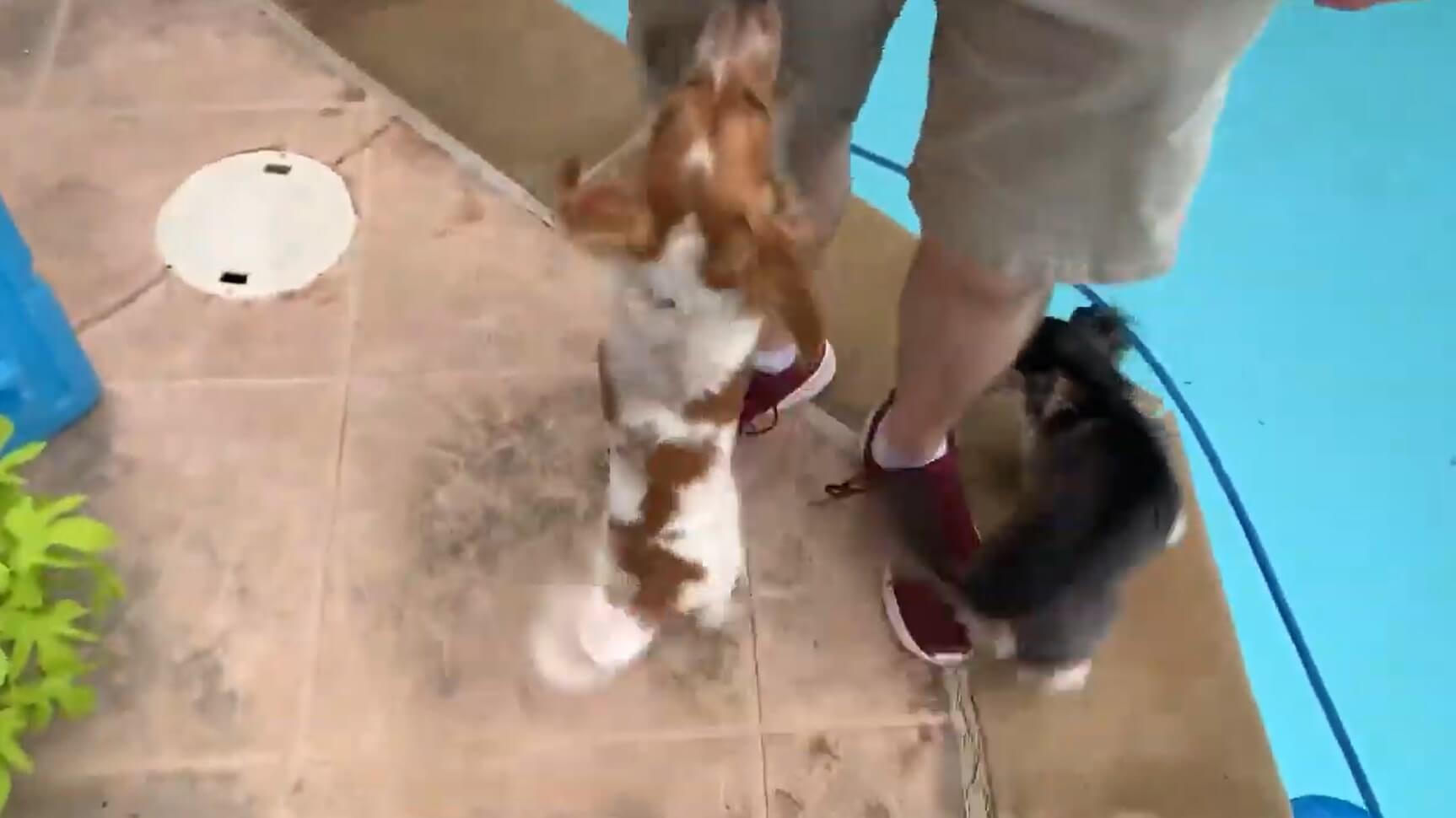 ダックスフンド,動画