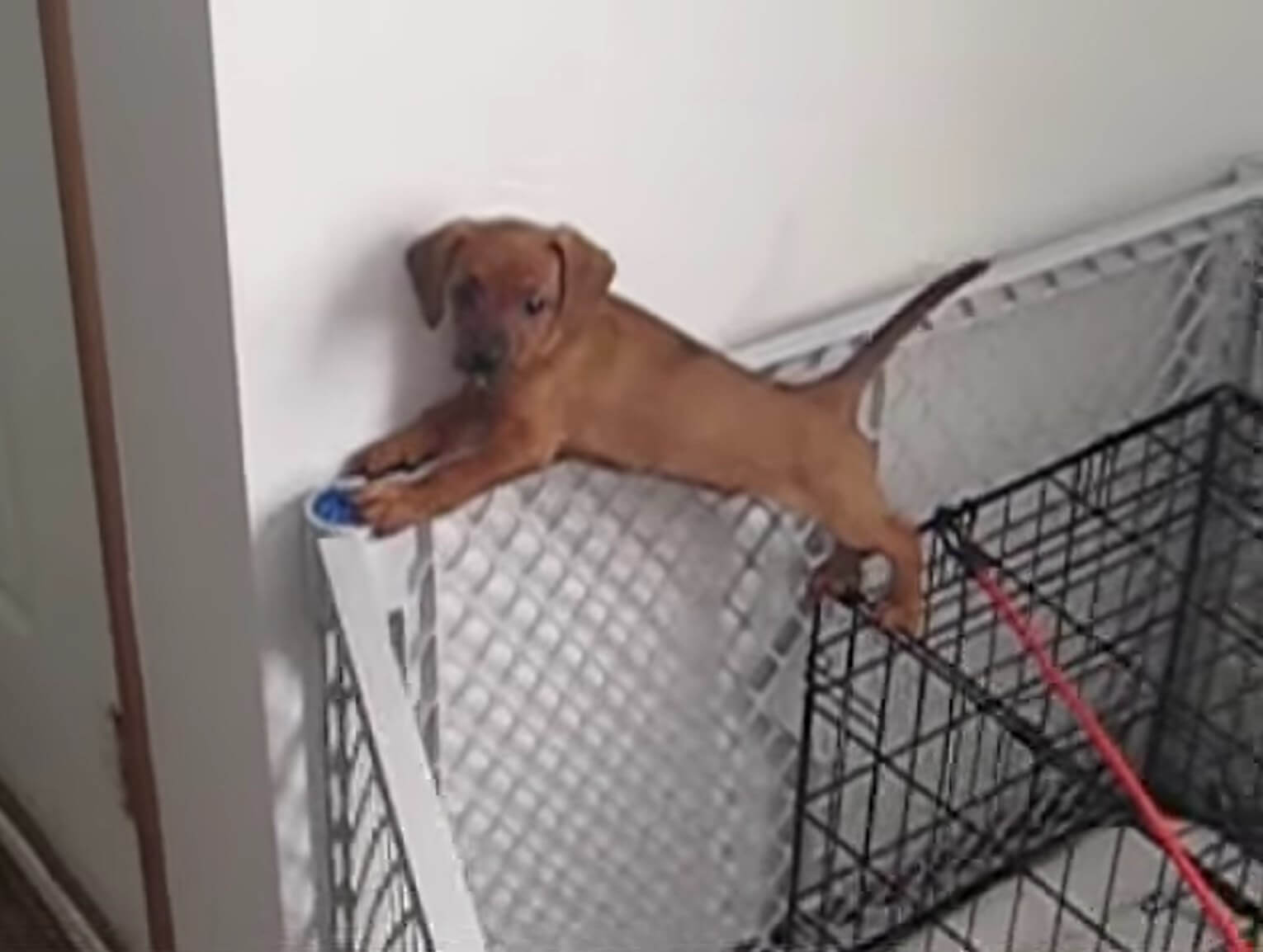 ダックスフンド,動画