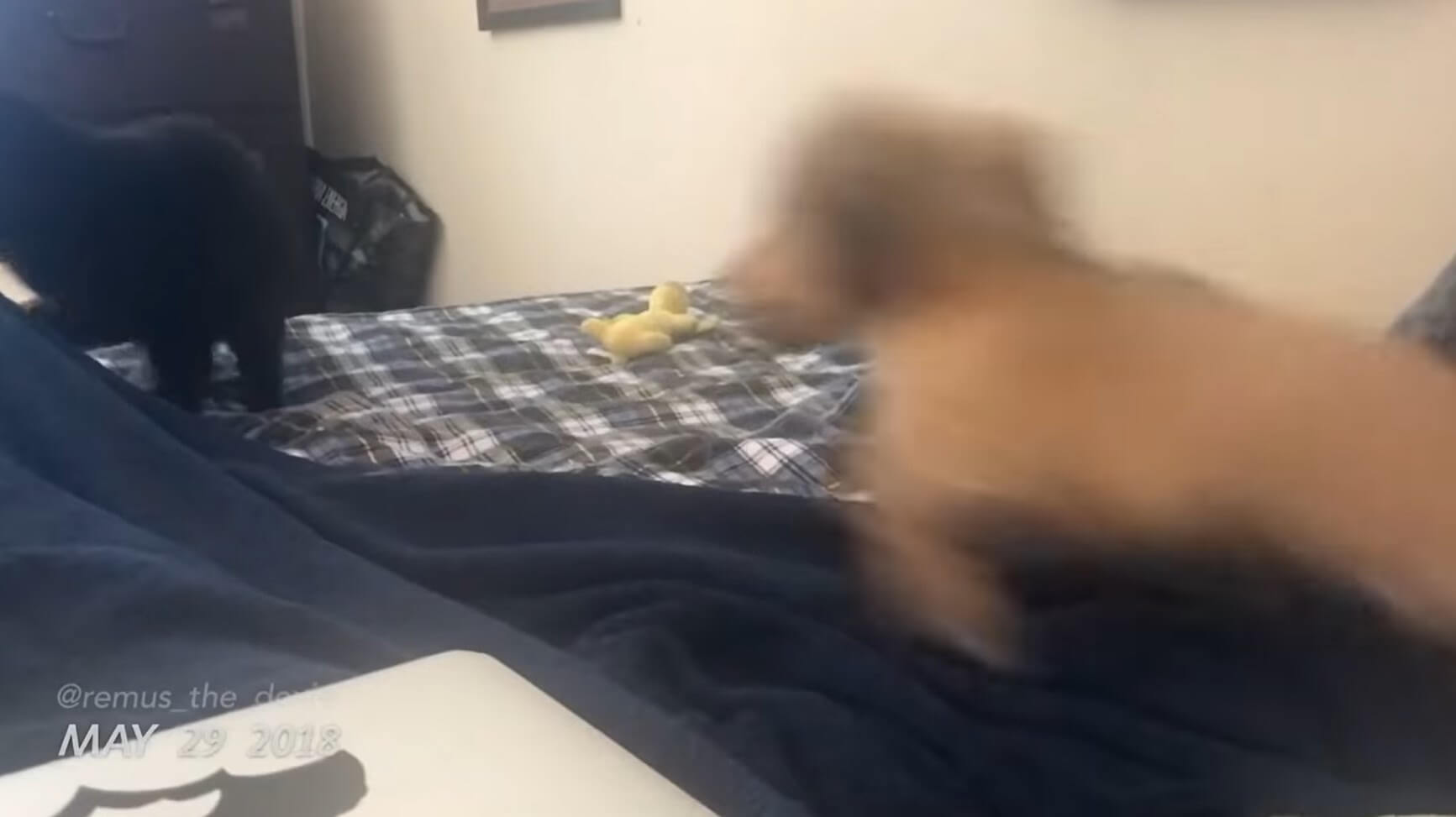 ダックスフンド,動画