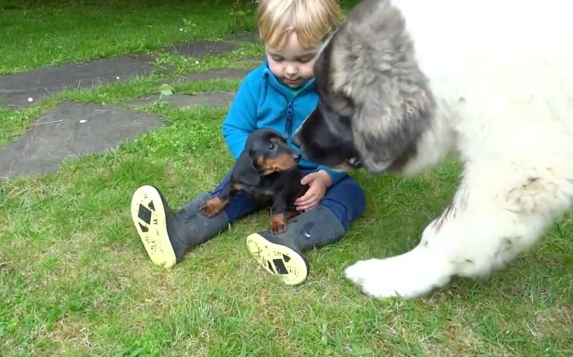 ダックスフンド,動画