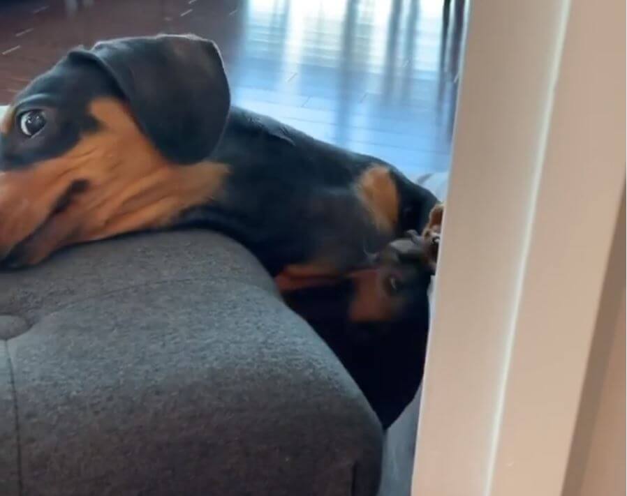 ダックスフンド,動画