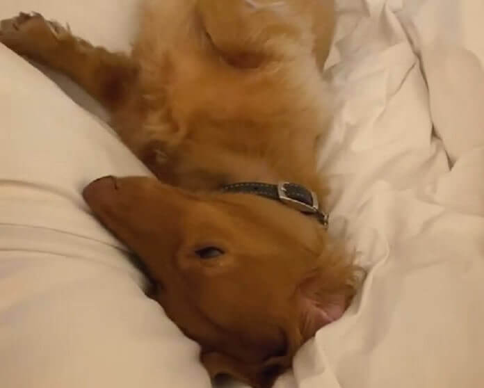 ダックスフンド,動画