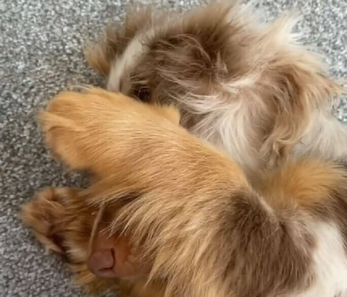 ダックスフンド,動画