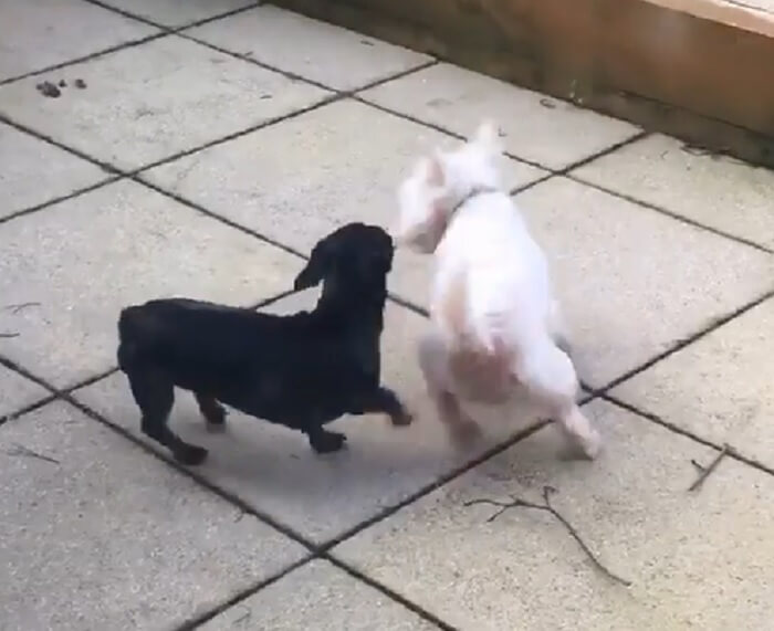 ダックスフンド,動画