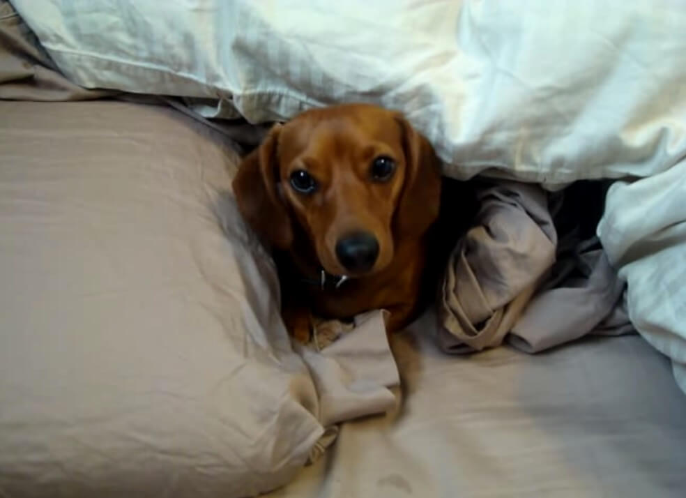 ダックスフンド,動画