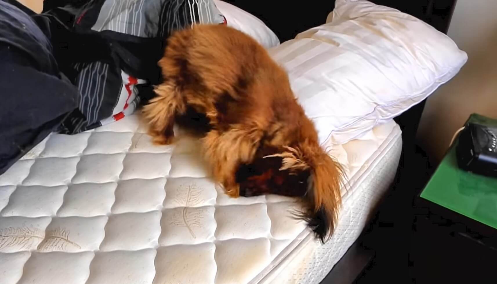 ダックスフンド,動画