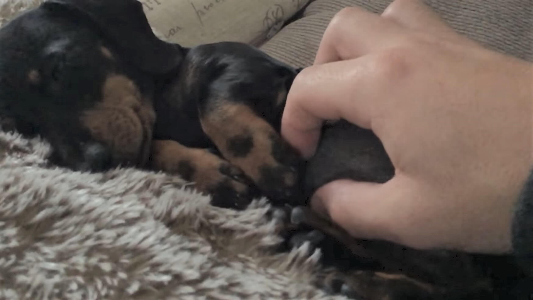 ダックスフンド,動画