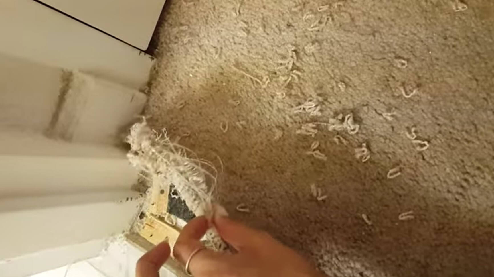 ダックスフンド,動画