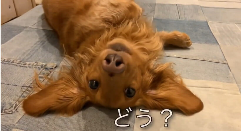 ダックスフンド,動画