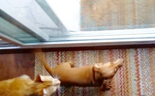 ダックスフンド,動画