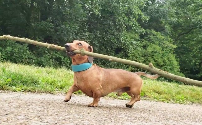 ダックスフンド,動画