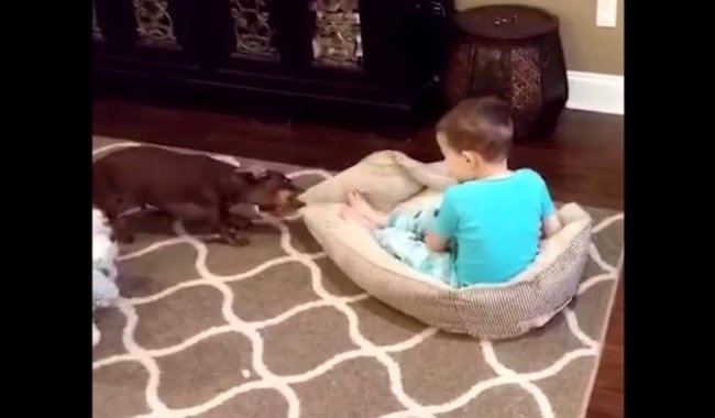 ダックスフンド,動画