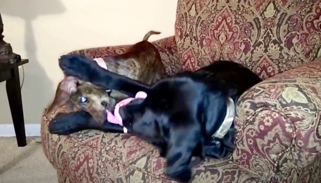 ダックスフンド,動画