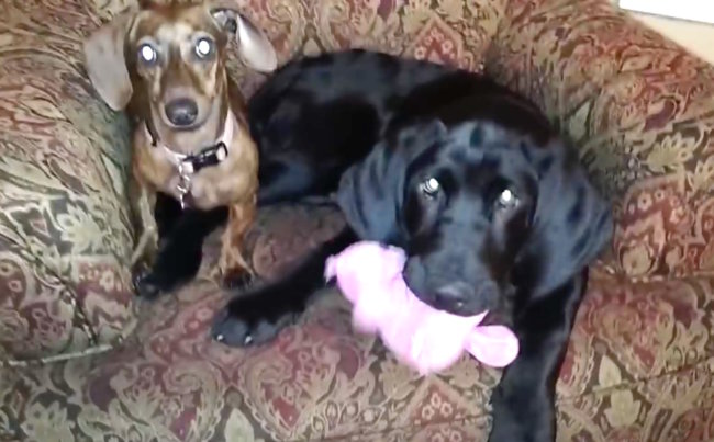 ダックスフンド,動画