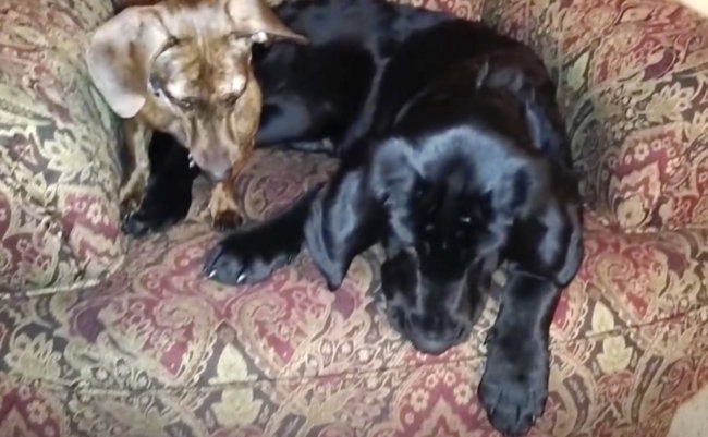 ダックスフンド,動画