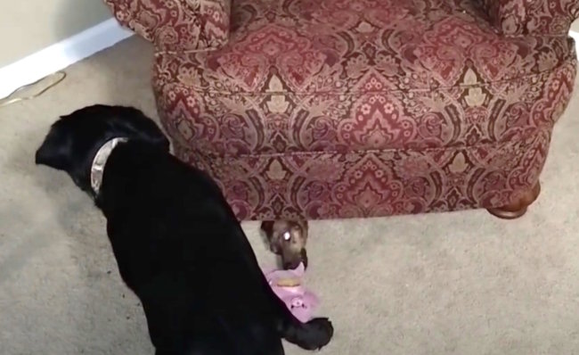 ダックスフンド,動画