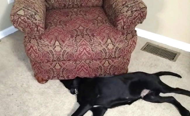 ダックスフンド,動画