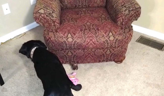 ダックスフンド,動画