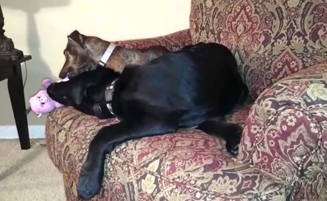 ダックスフンド,動画