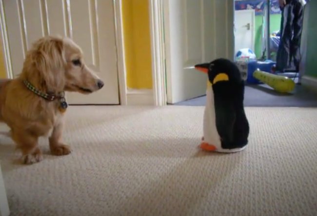 ダックスフンド,動画