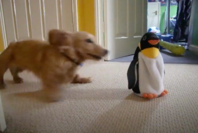 ダックスフンド,動画