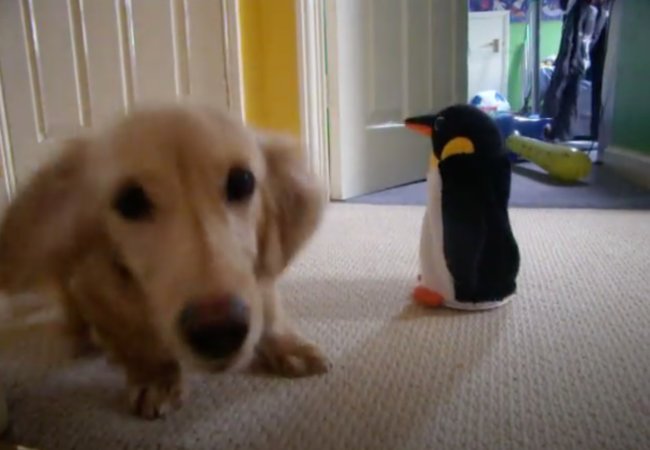 ダックスフンド,動画