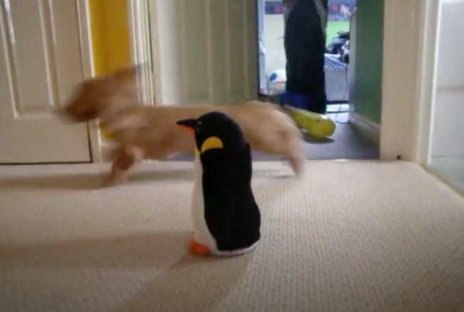 ダックスフンド,動画