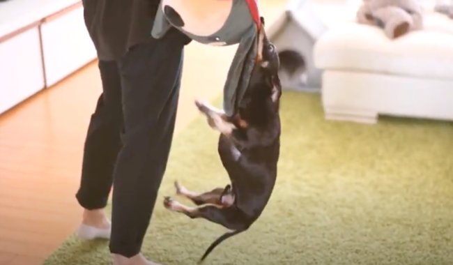 ダックスフンド,動画