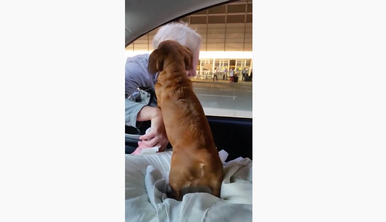 ダックスフンド,動画