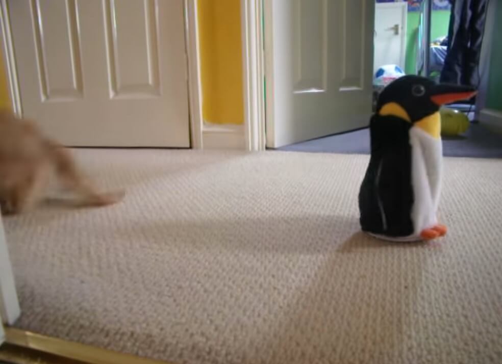 ダックスフンド,動画