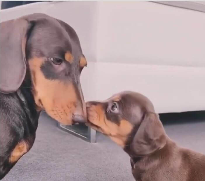 ダックスフンド,動画