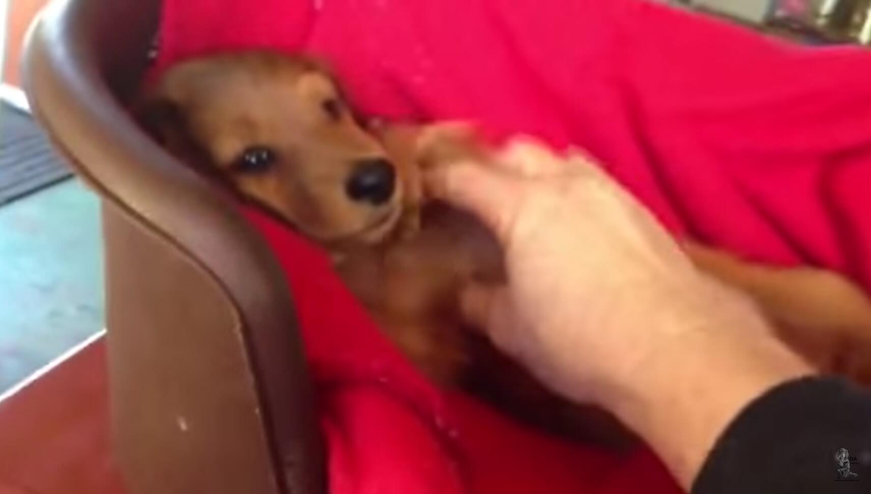 ダックスフンド,動画