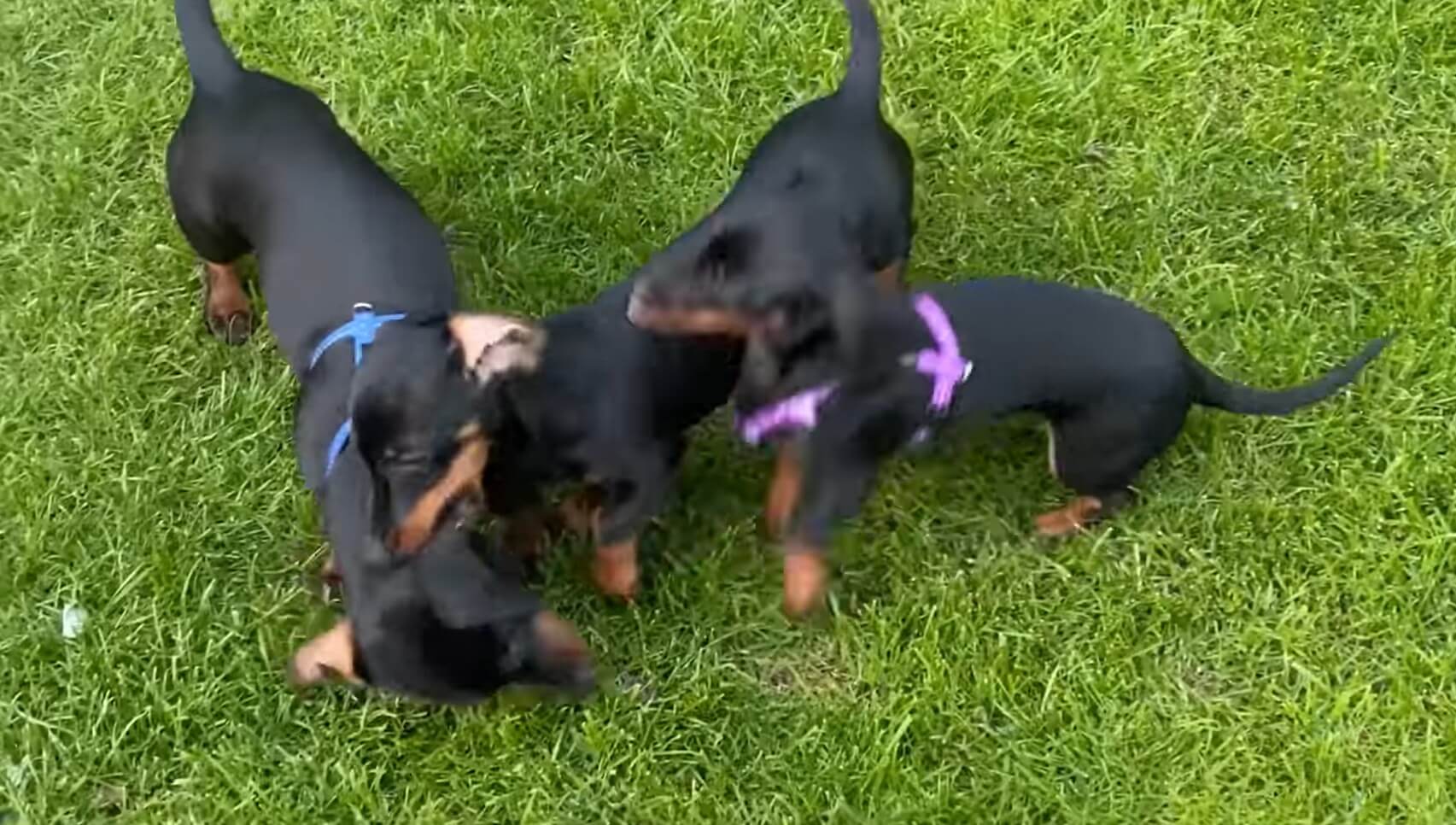 ダックスフンド,動画