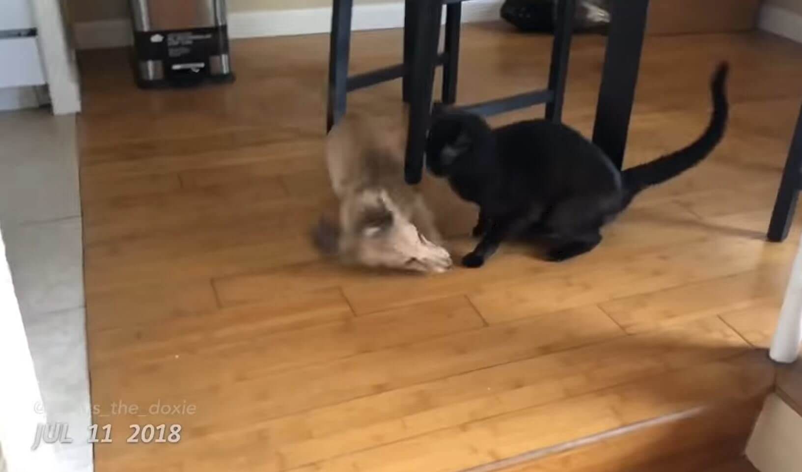 ダックスフンド,動画