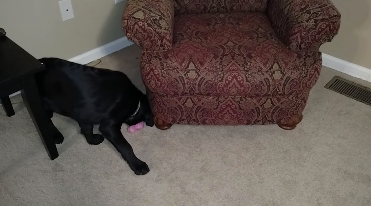 ダックスフンド,動画