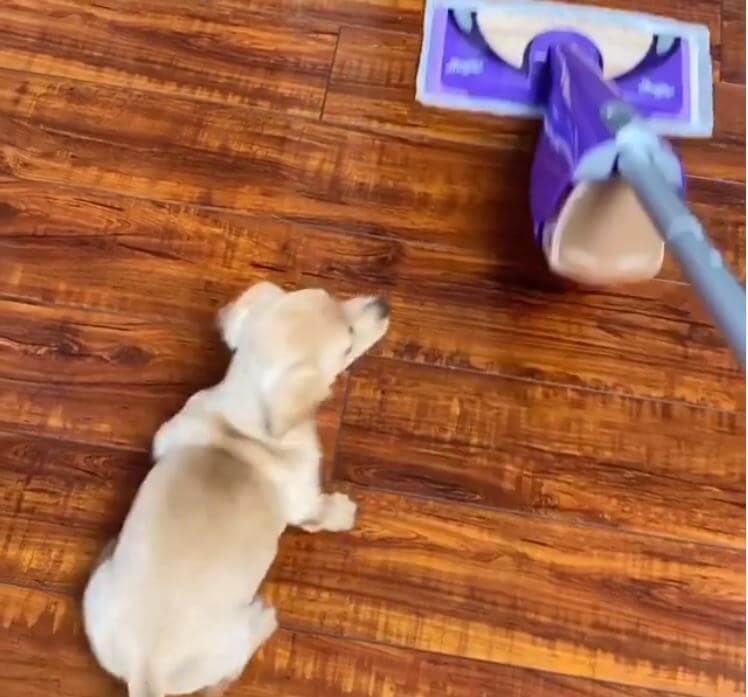 ダックスフンド,動画