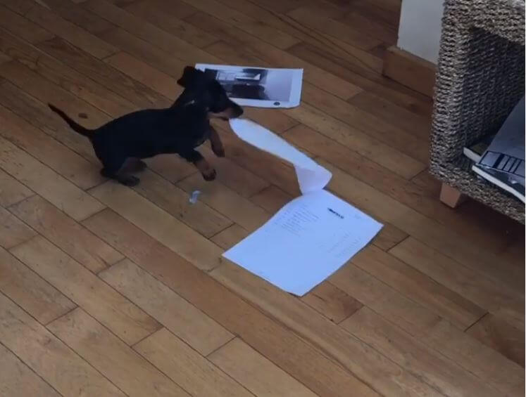 ダックスフンド,動画