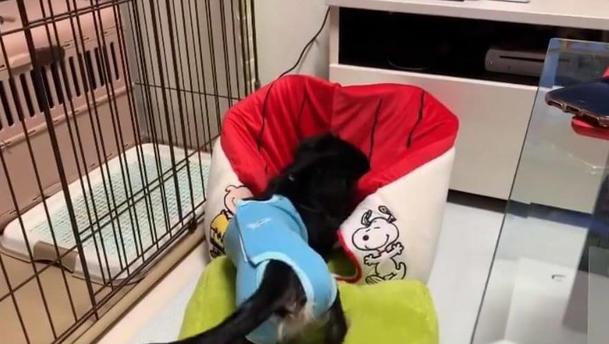 ダックスフンド,動画