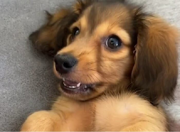 ダックスフンド,動画