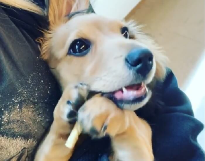 ダックスフンド,動画