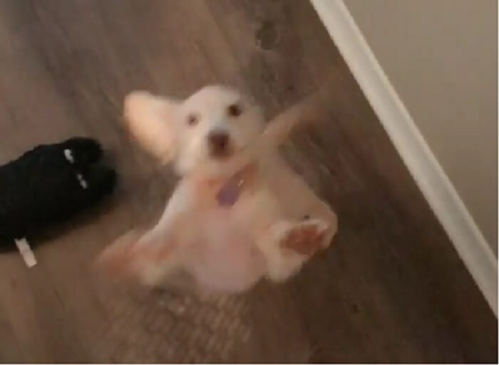 ダックスフンド,動画