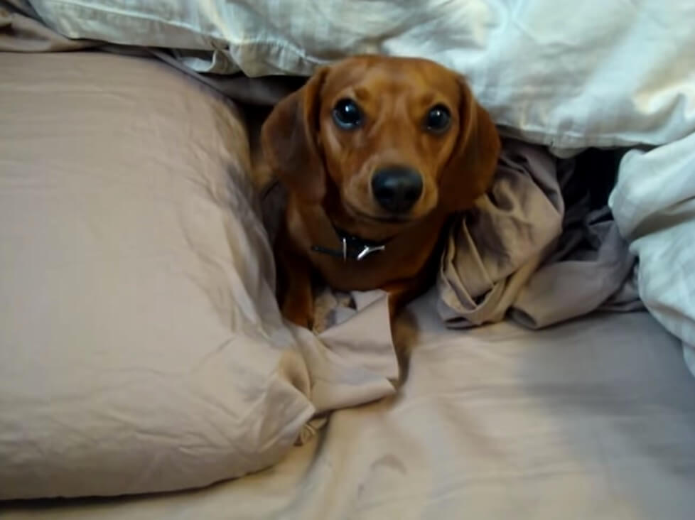 ダックスフンド,動画