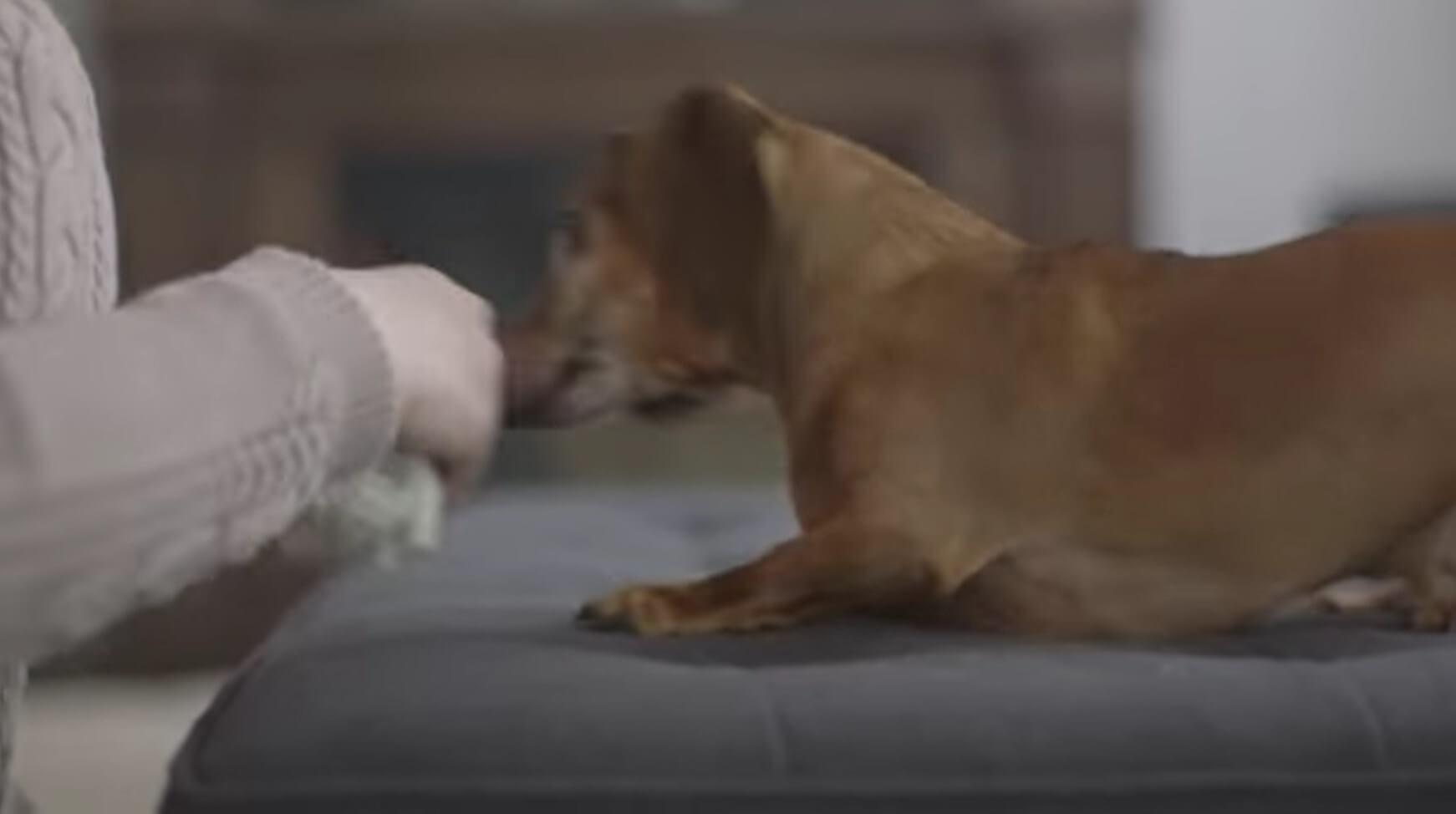 ダックスフンド,動画