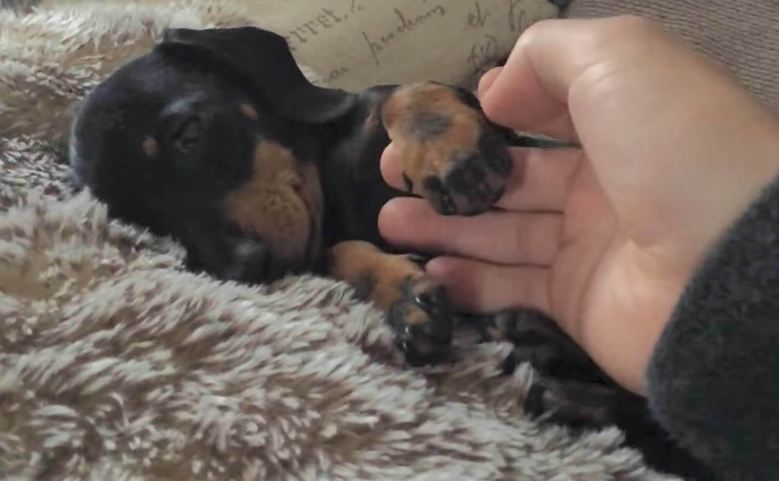 ダックスフンド,動画