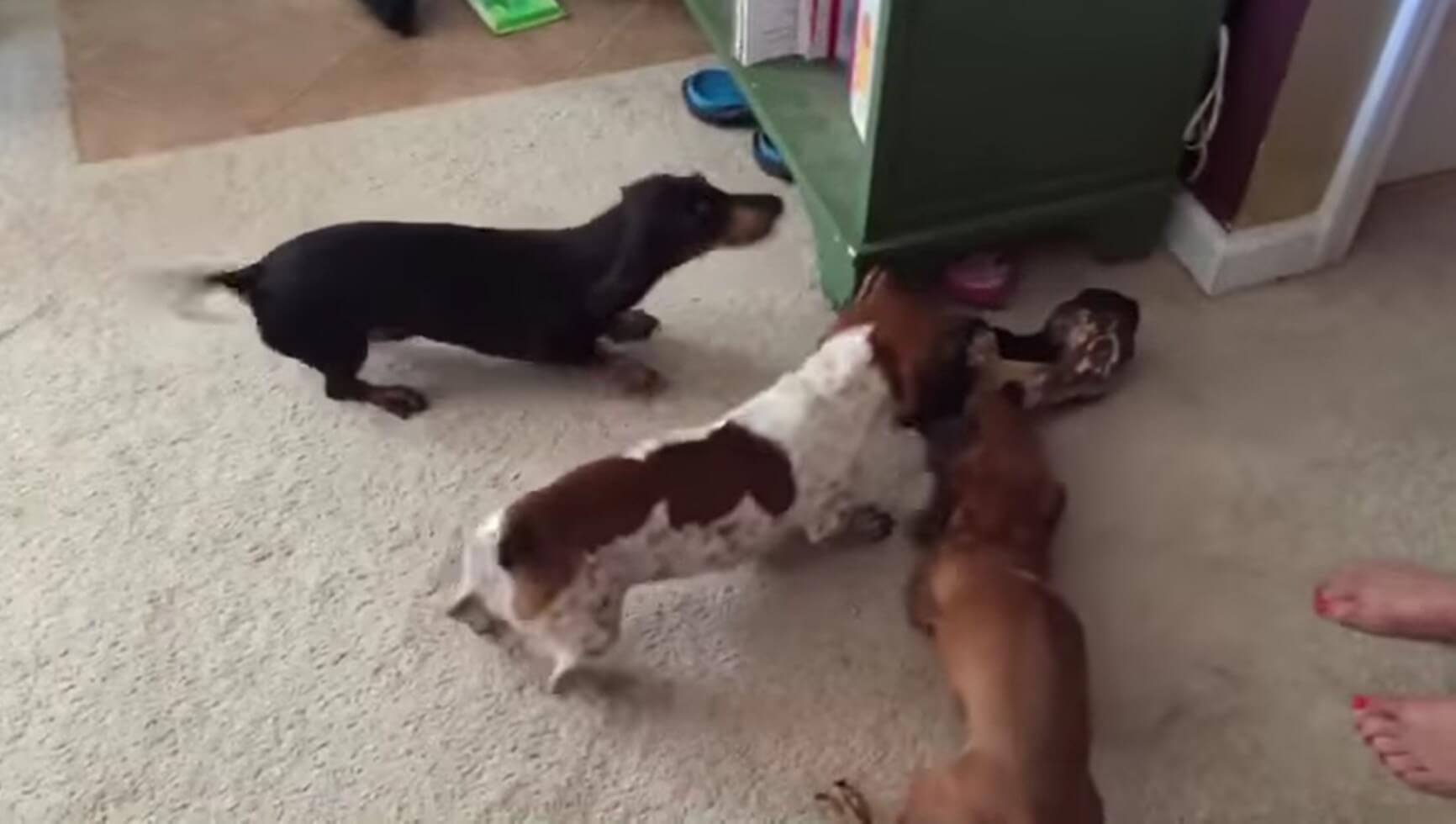 ダックスフンド,動画