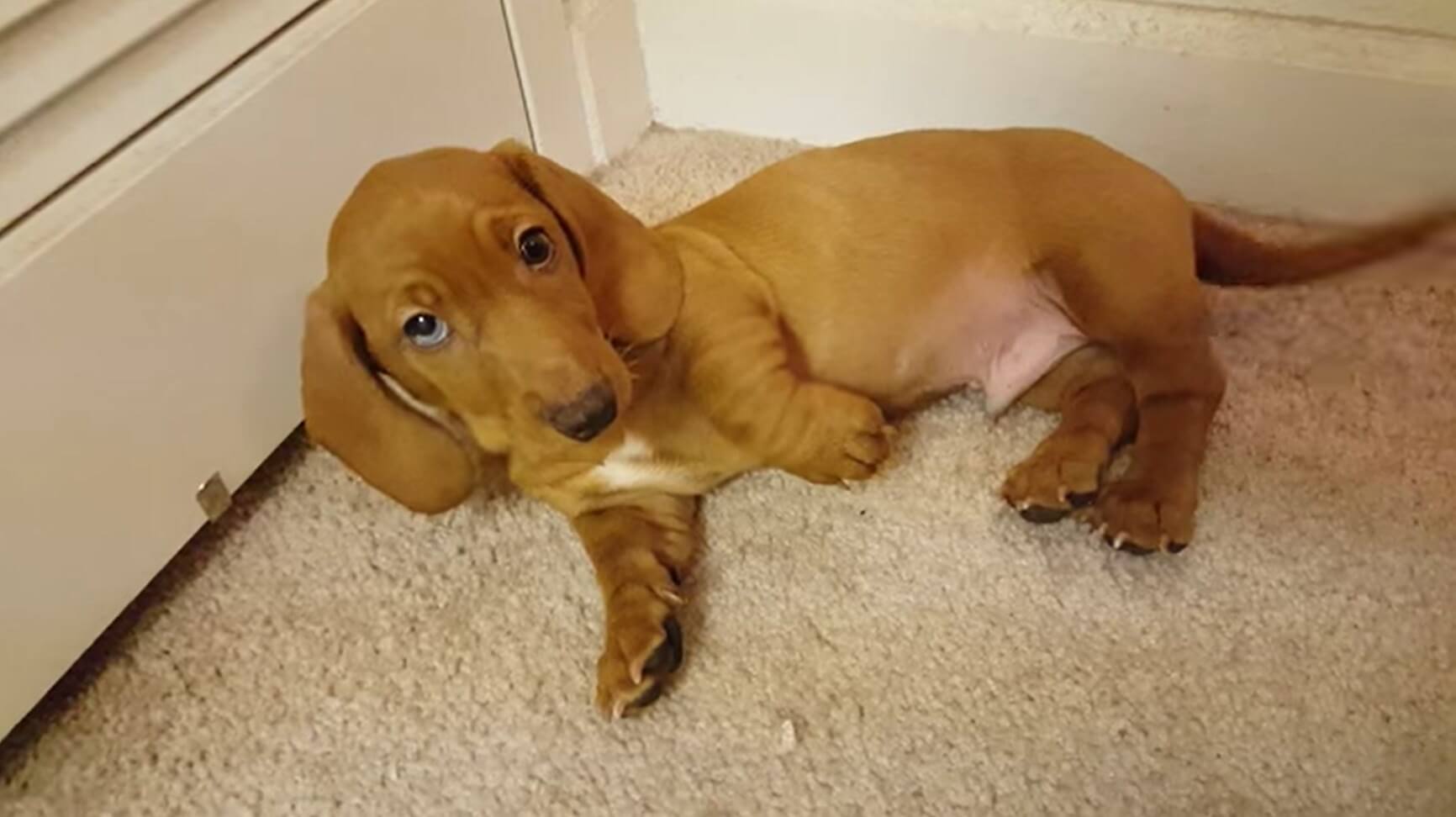 ダックスフンド,動画