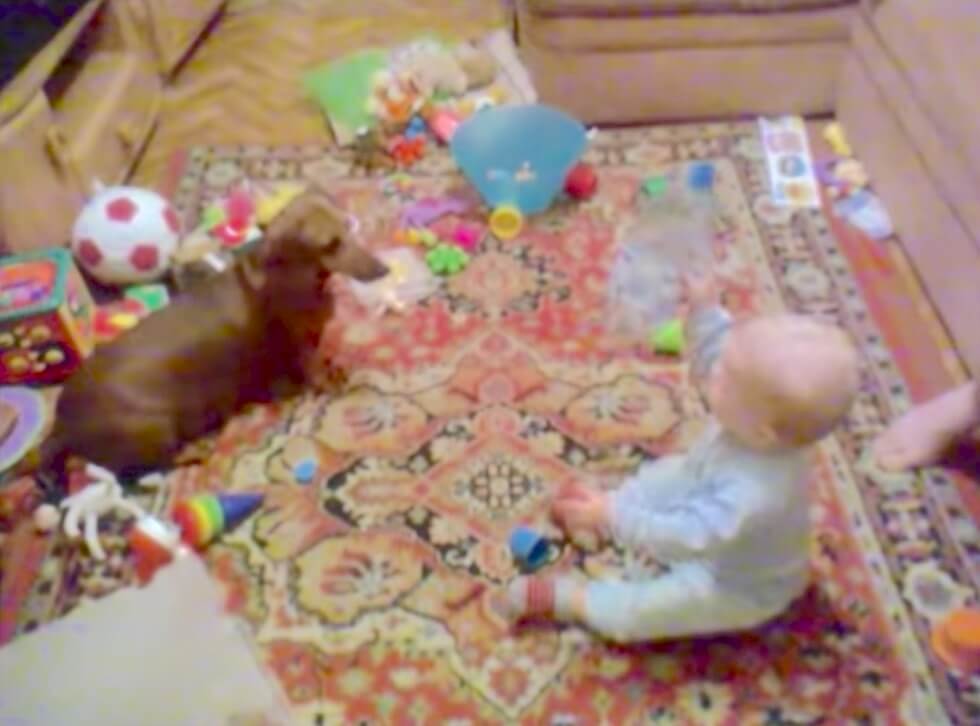 ダックスフンド,動画