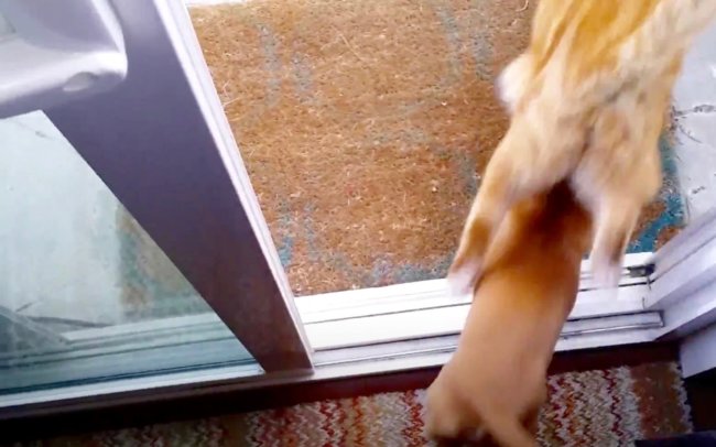 ダックスフンド,動画