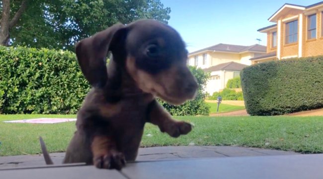 ダックスフンド,動画